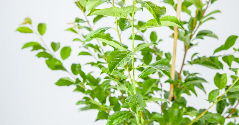 Order Santa Rosa Plum Tree | Sweet Plums | Perfect Plants