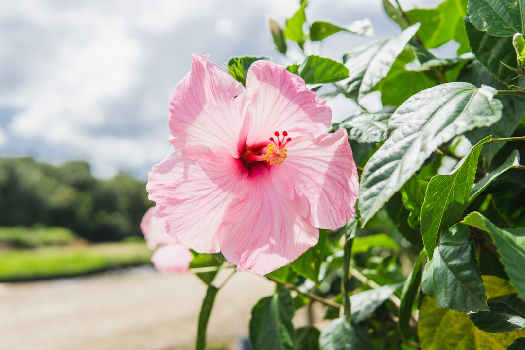 saucer hibiscus plant Seminole Pink Hibiscus Tree