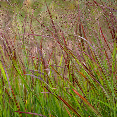 Shenandoah Grass for sale