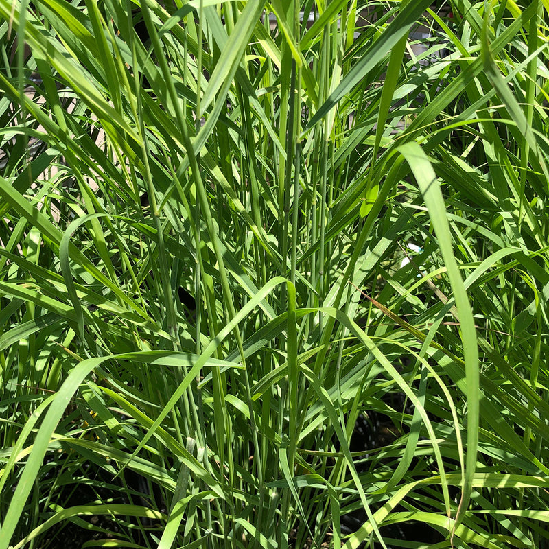 Shenandoah Grass for sale