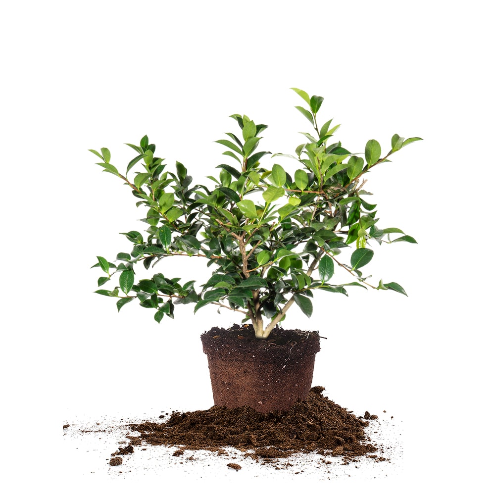 Shishi Gashira Camellia