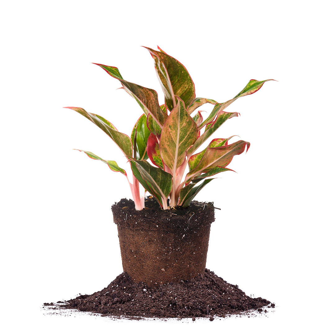 aglaonema red chinese evergreen live indoor plant grow Red Chinese Evergreen Aglaonema 'Siam Aurora'