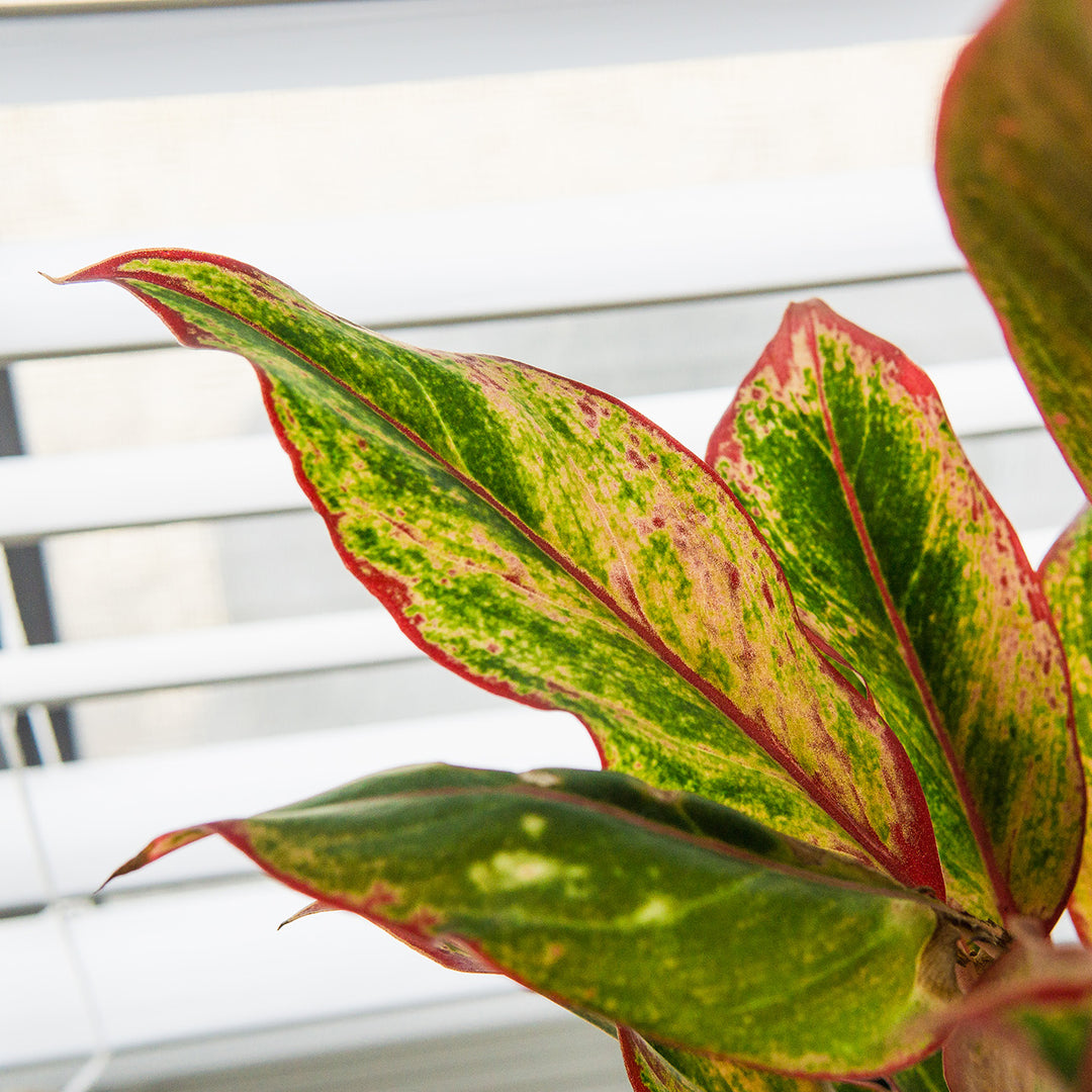 red chinese evergreen aglaonema 'siam aurora Red Chinese Evergreen Aglaonema 'Siam Aurora'