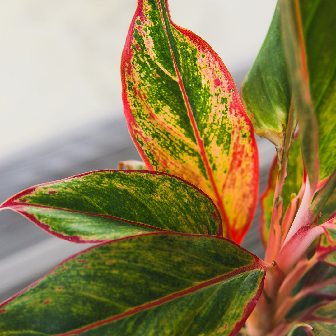 Buy Red Chinese Evergreen Aglaonema 'Siam Aurora'