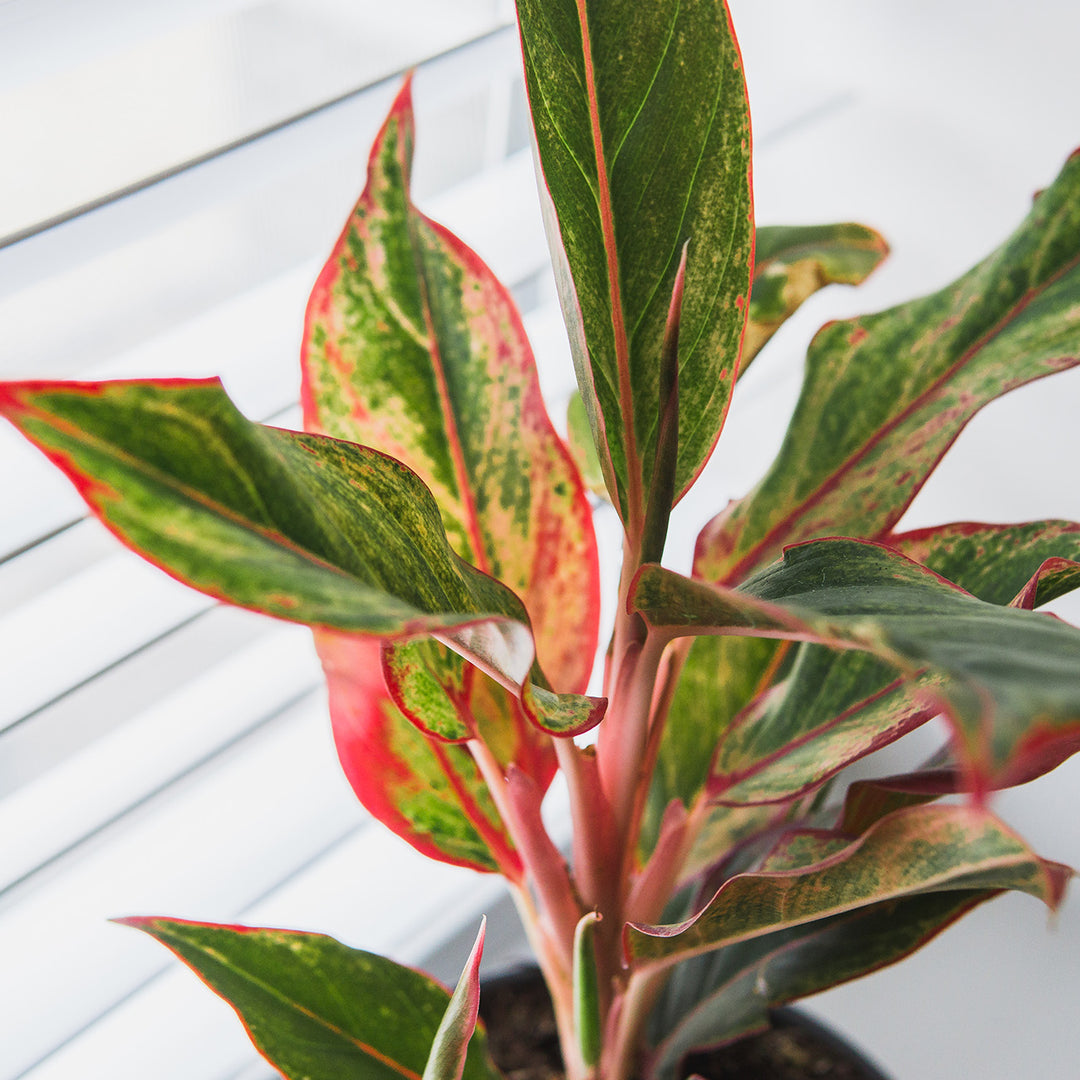 aglaonema red siam aura Buy Red Chinese Evergreen Aglaonema 'Siam Aurora'