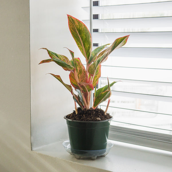 chinese evergreen aglaonema red Buy Red Chinese Evergreen Aglaonema 'Siam Aurora'