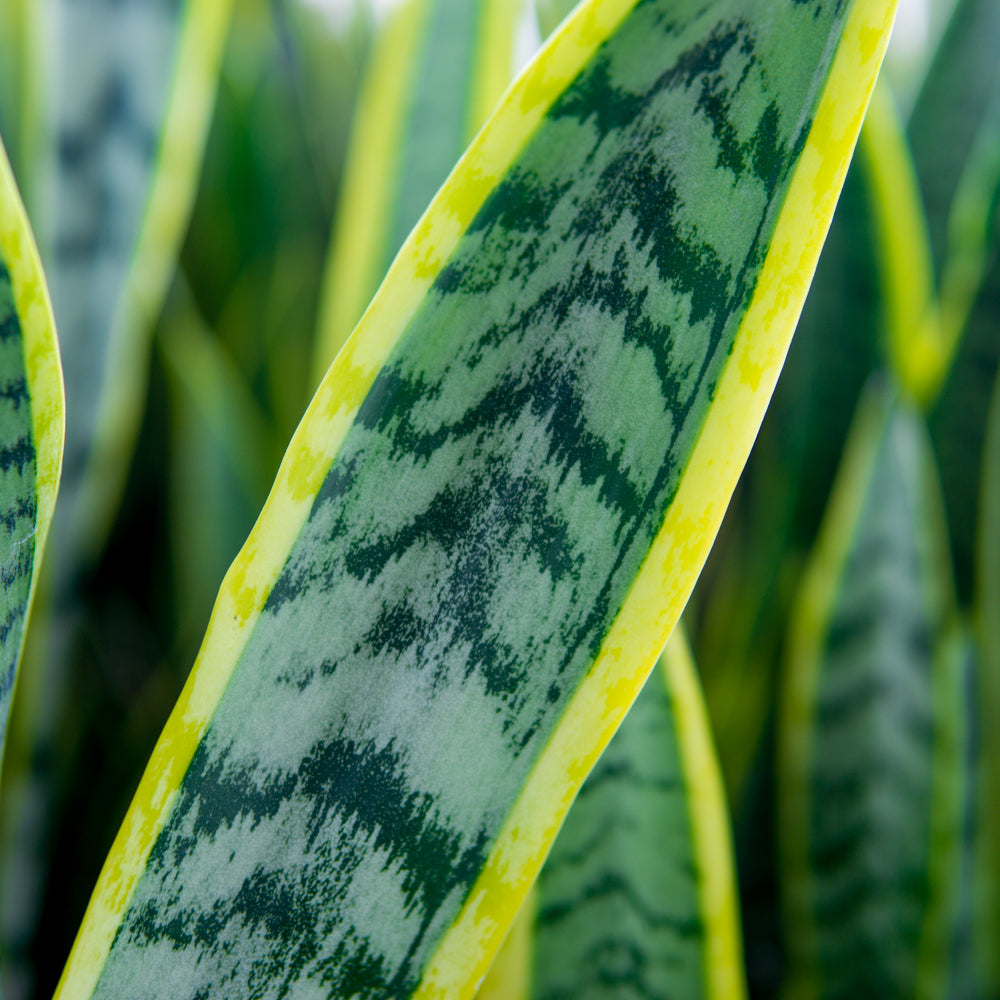 Snake Plant Laurentii - 10 Inch Pot