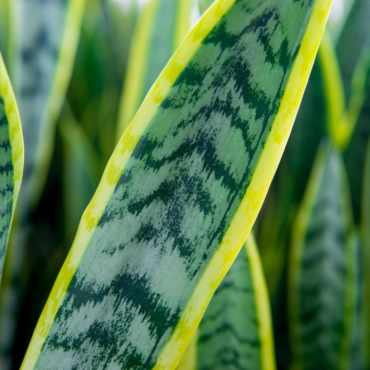 sansevieria macrophylla variegated Snake Plant Laurentii - 10 Inch Pot