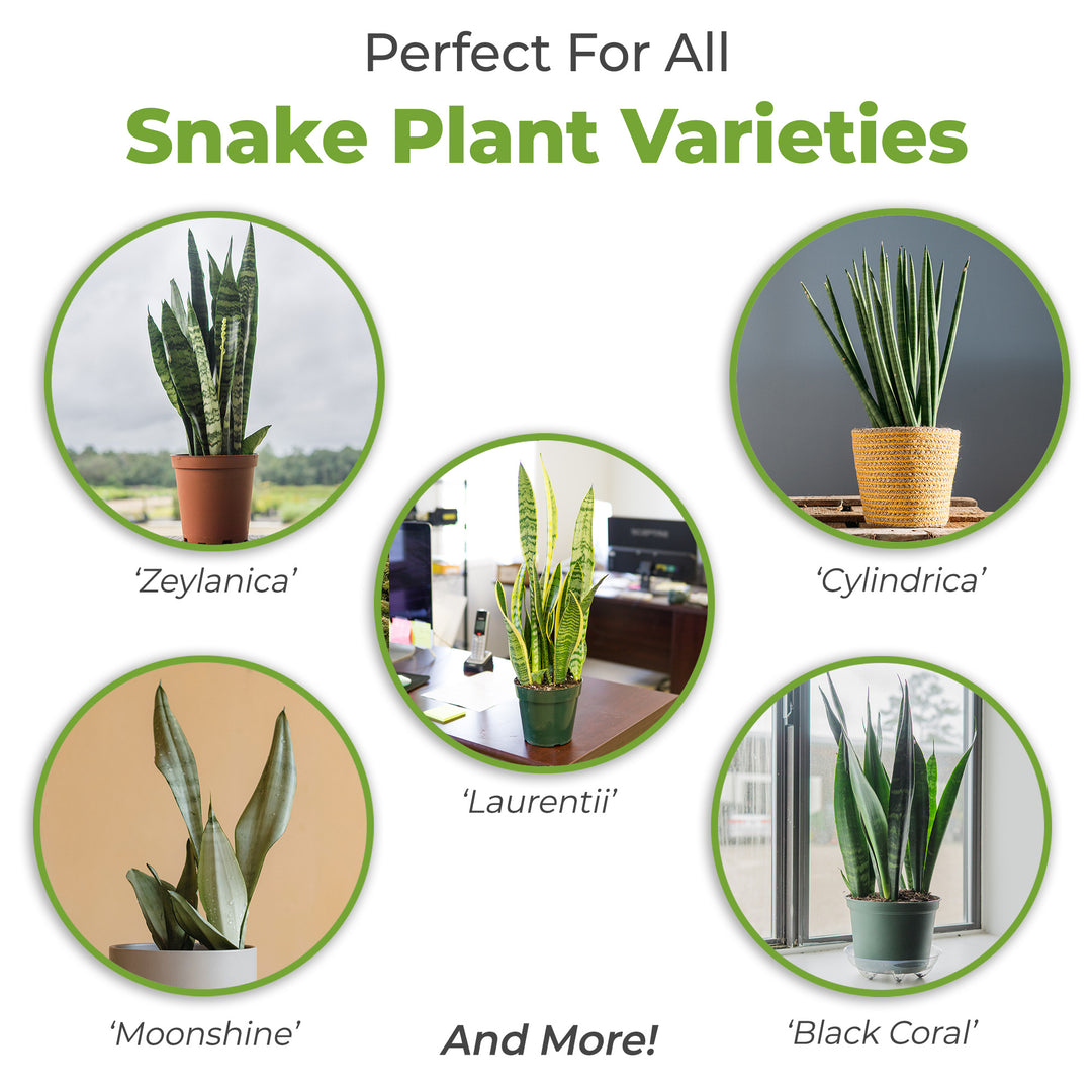 sansevieria potting mix Snake Plant Soil Mix - 4 Quart