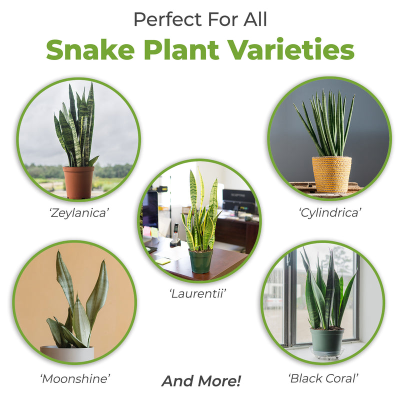 Buy Snake Plant Soil Mix for Sale | Buy Soil Online | Perfect Plants