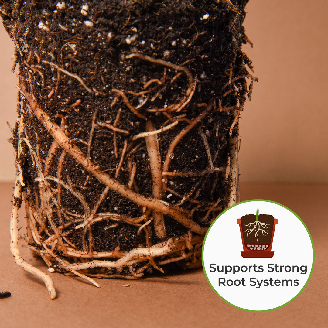potting mix snake plant Snake Plant Soil Mix - 4 Quart