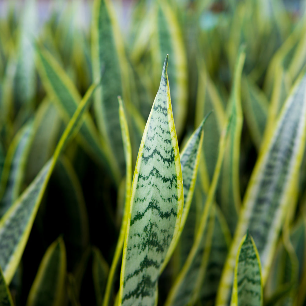 snake looking plant Snake Plant Laurentii - 10 Inch Pot