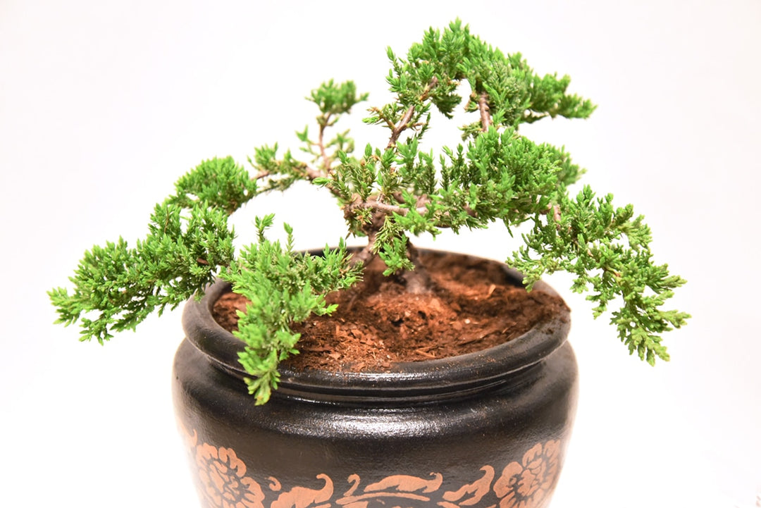 Bonsai Soil by Perfect Plants - 8qts. | Premium All-Purpose Mix