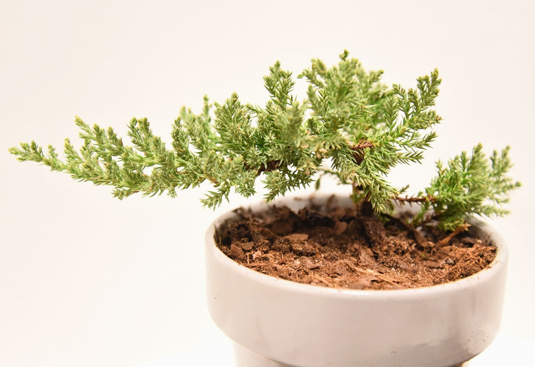 best potting soil for bonsai trees Bonsai Soil by Perfect Plants - 2qts