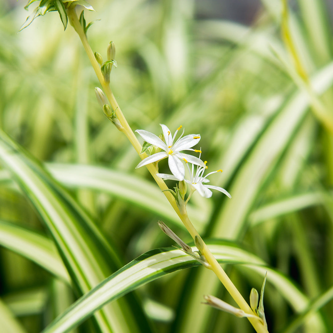 spider plant flowers pictures Variegated Spider Plant for Sale | Buy Houseplants Online