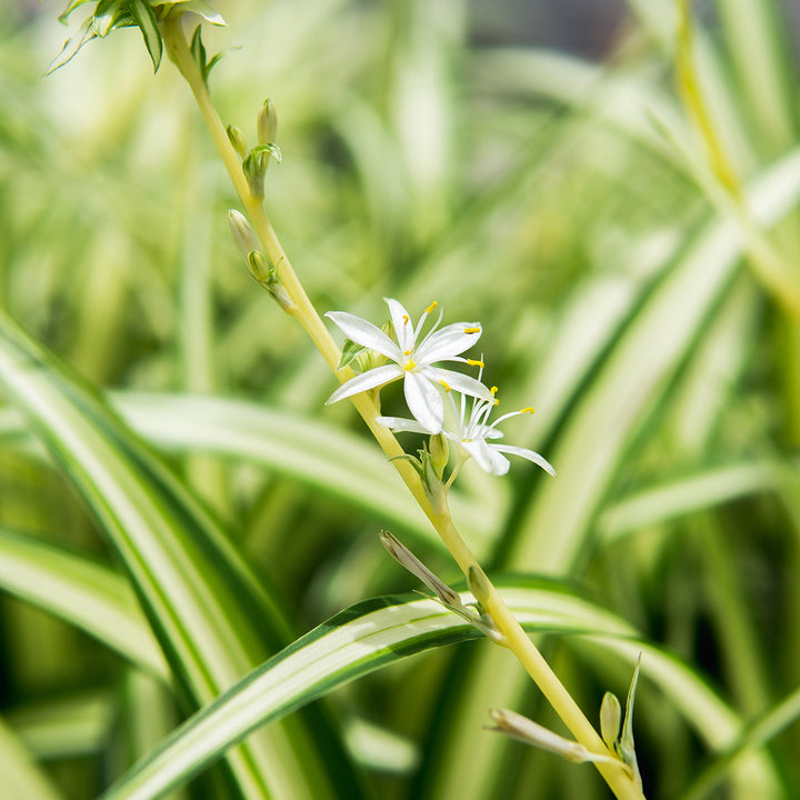 Variegated Spider Plant - 6 Inch Pot