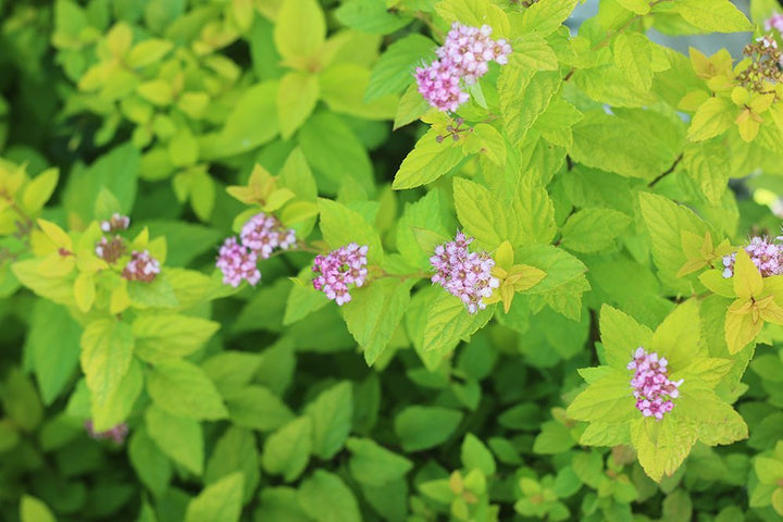 Shop Gold Mound Spirea for Sale | Buy Shrubs Online