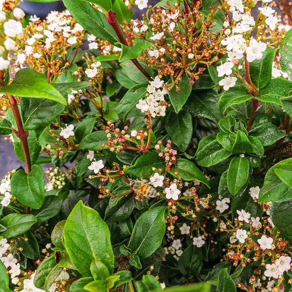 Spring Bouquet Viburnum - 3 Gallon / 8-Pack | Perfect Plants