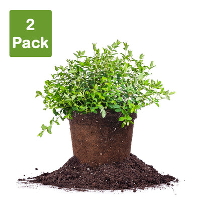 St. Johns Wort Flowering Shrub in 3 gallon container pack of 2 plants