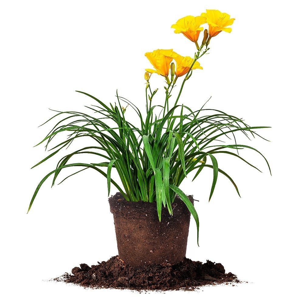 stella lily flower Stella de Oro Daylily - 1 Gallon / 5-Pack