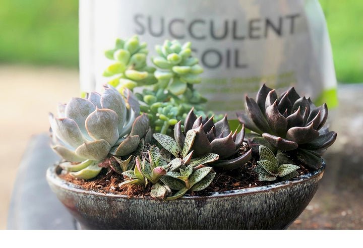 potting succulent plants Succulent & Cactus Soil - 4 Quarts