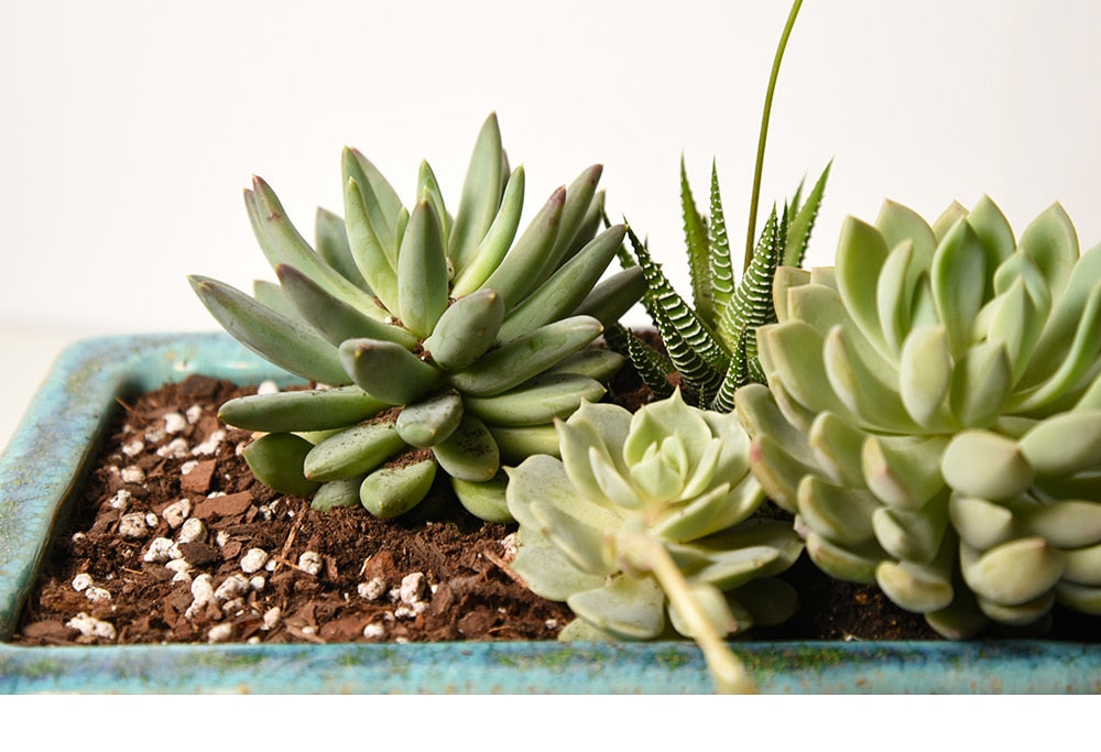 Succulent & Cactus Soil - 4 Quarts