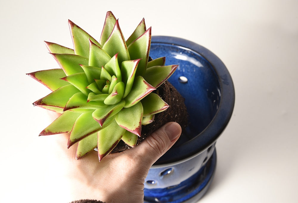 do you need cactus soil for succulents Cactus & Succulent Soil | Well draining