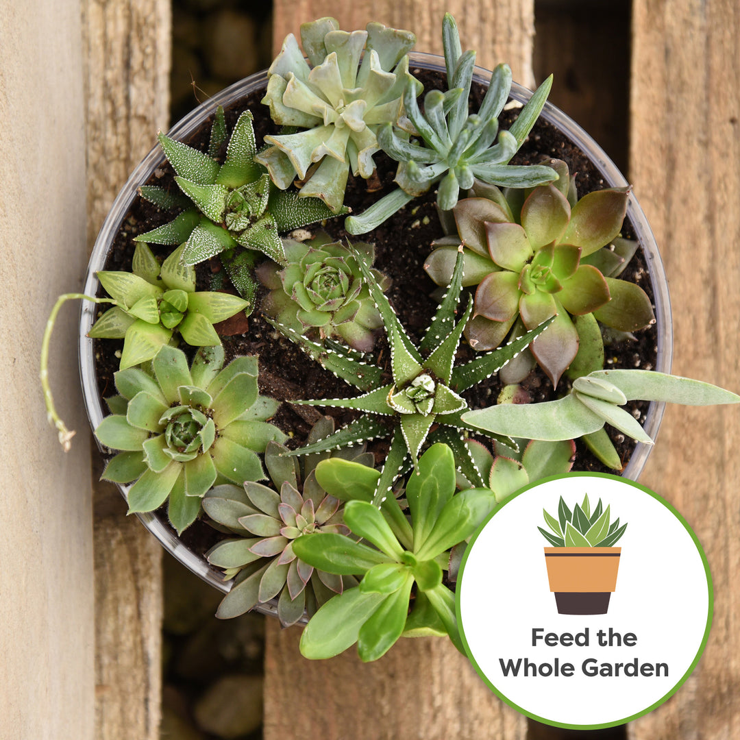 Liquid Fertilizer for Succulents and Cactus | Perfect Plants