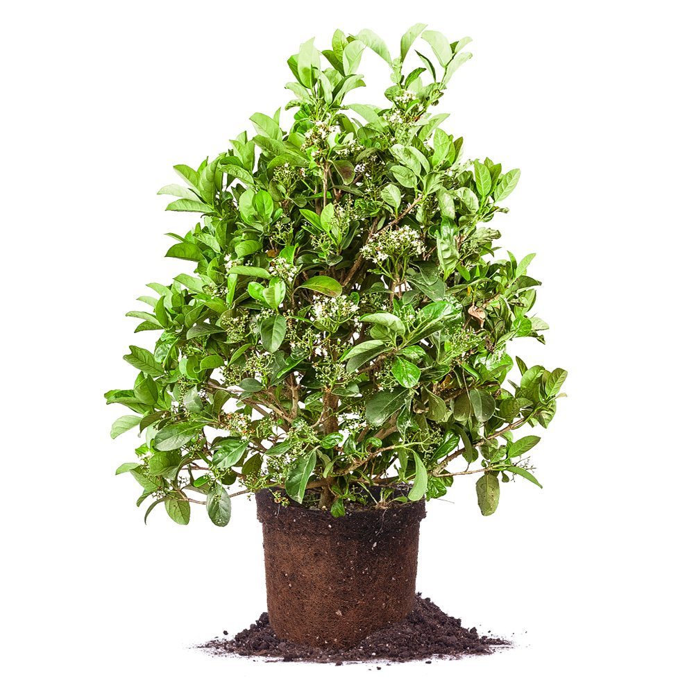 Shop Sweet Viburnum Online | Fast Growing & Fragrant