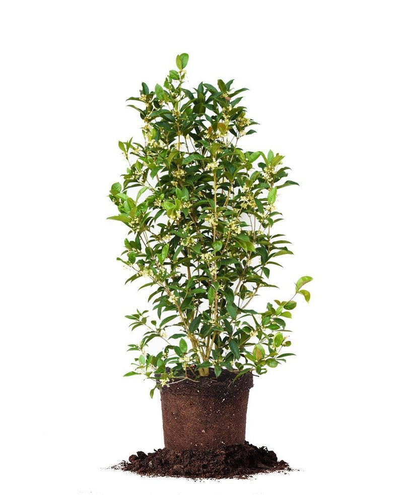 Sweet Tea Olive Tree Sweet tea olive tree