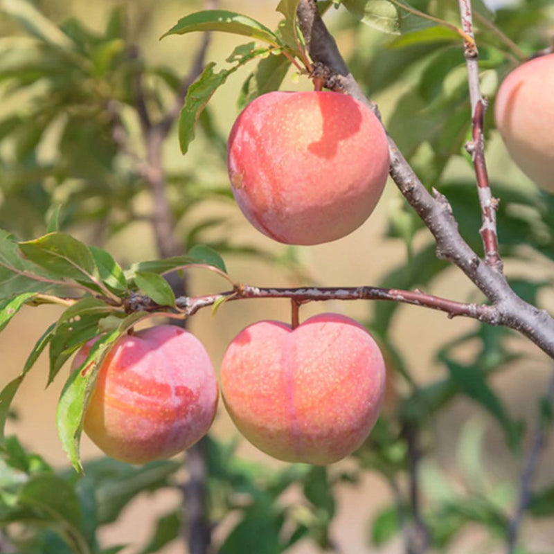 TexStar Peach Tree