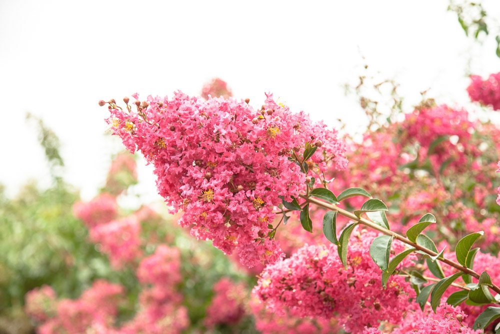 Tonto Crape Myrtle Tree for Sale | Buy Crape Trees Online | Perfect Plants