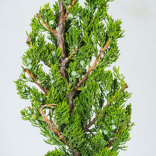 Torulosa Juniper for Sale | Buy Evergreen Trees | Perfect Plants