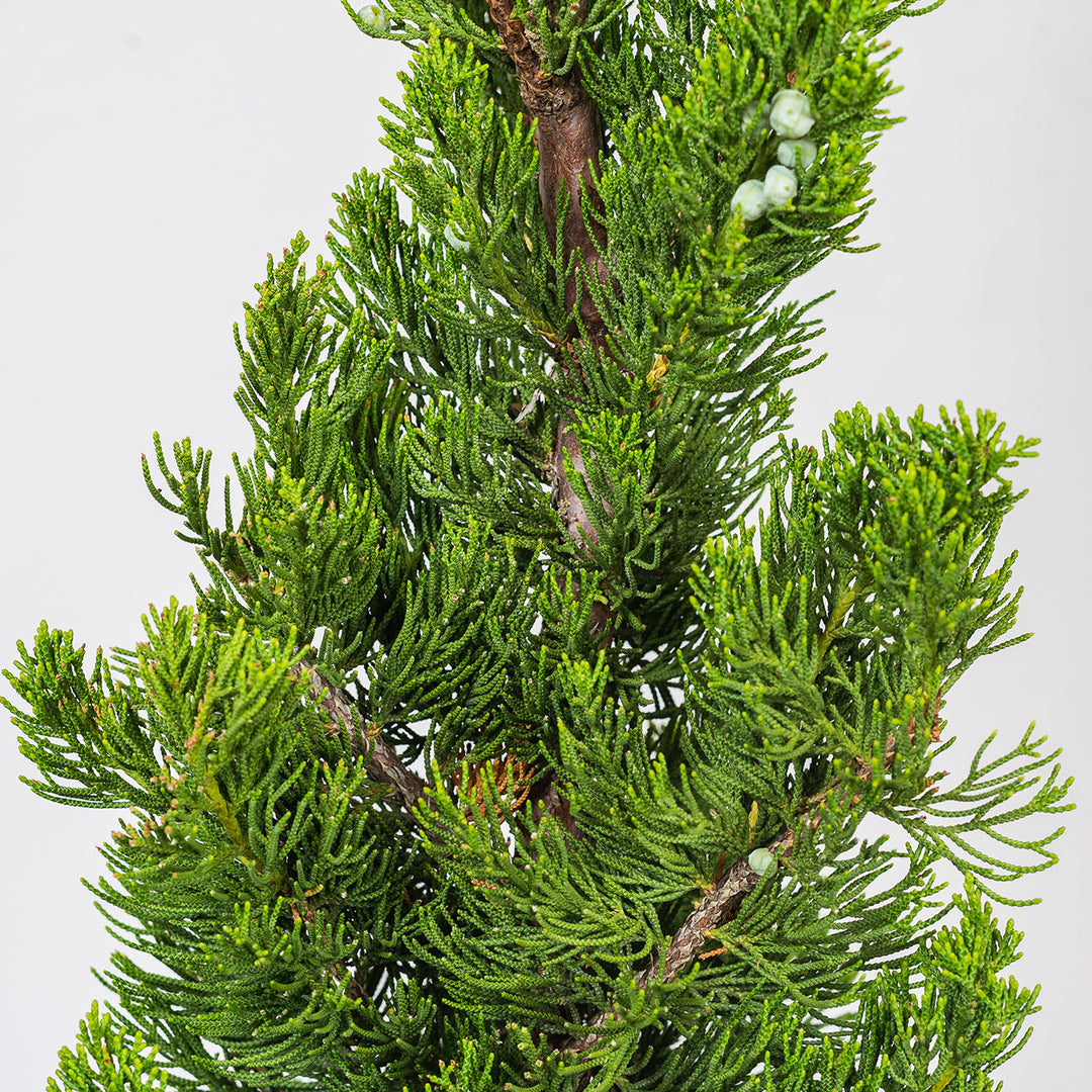 Torulosa Juniper for Sale | Buy Evergreen Trees | Perfect Plants