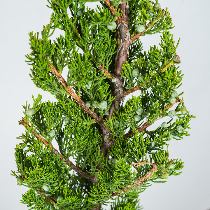 TorulosaJuniper_3_720x.jpg?v=