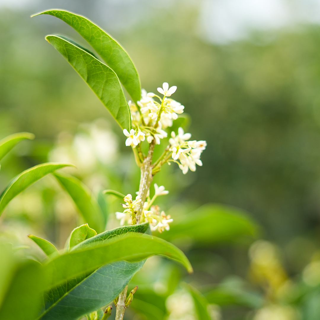 Tea Olive Tree for Sale | Osmanthus fragrans | Perfect Plants