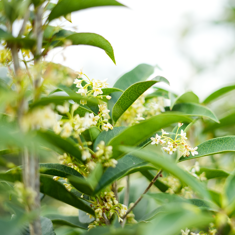 Buy Fragrant Tea Olive Tree For Sale Online Perfect Plants Buy fragrant tea olive tree for sale online perfect plants
