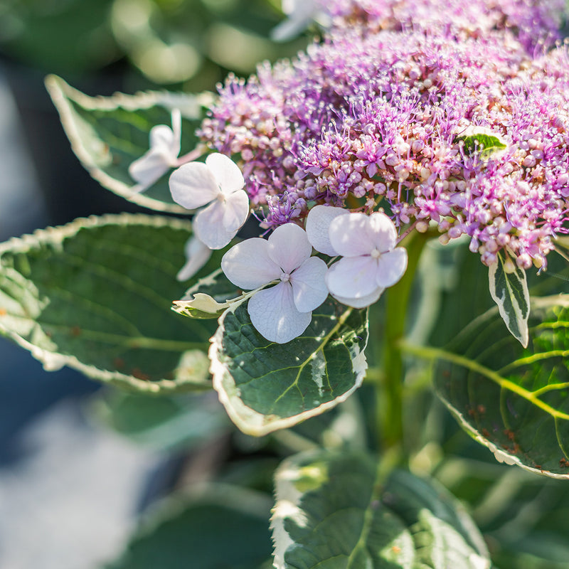 Lacecap Hydrangea Varieties