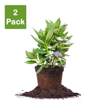 Variegated Hydrangea Macrophylla Bush 2 pack of live plants for sale