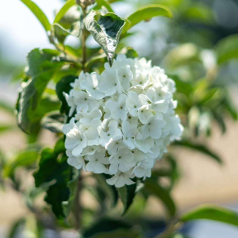 Viburnum Snowball Macro beautiful white flowering shrub for sale