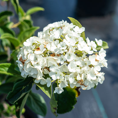 White flowers of Snowball Viburnum 