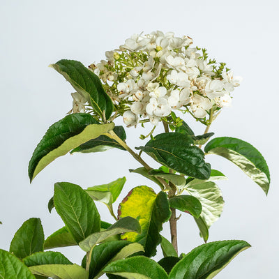 White flowers of Snowball Macro Viburnum for sale
