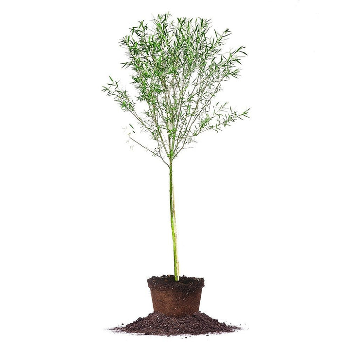 weeping willow bonsai tree for sale Weeping Willow Tree - 5-6 ft / 4-Pack
