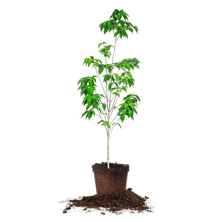 White Kousa Dogwood Tree - 5 Gallon