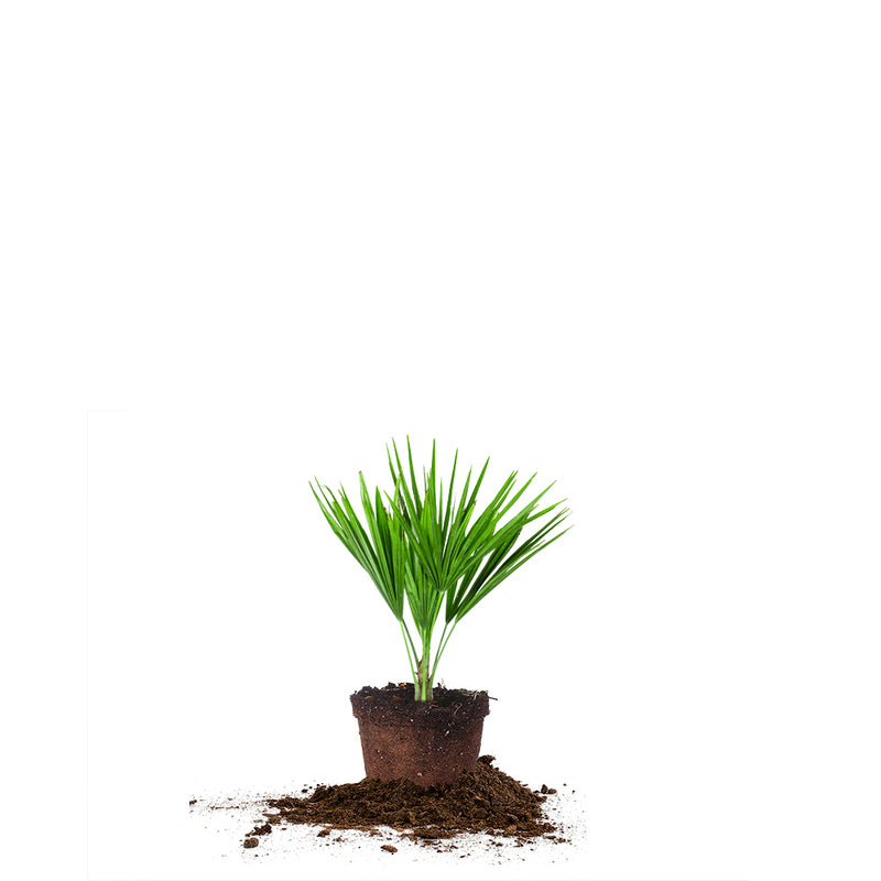 1 gallon windmill palm tree in dirt pot isolated on white background