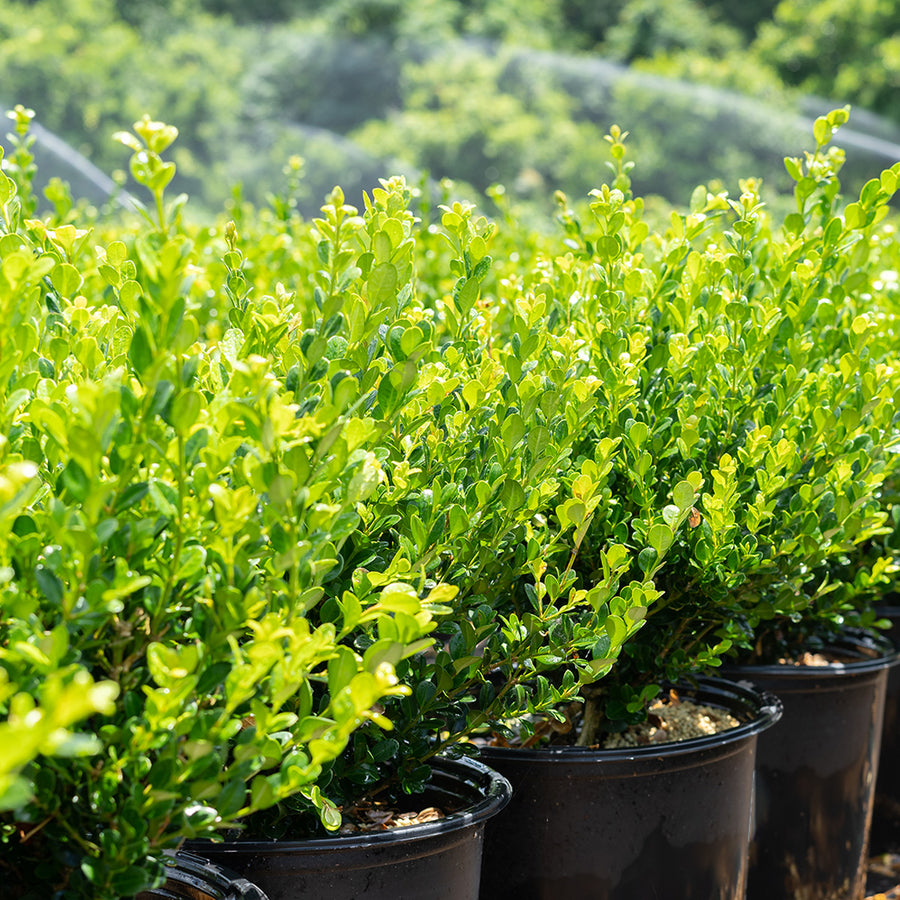 boxwood house plant Winter Gem Boxwood Shrub - 1 Gallon / 3-Pack