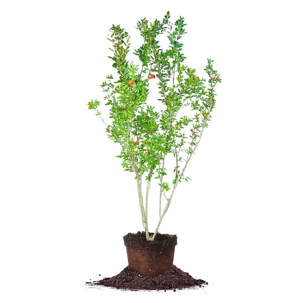 Young Pomegranate Plant How To Prune Pomegranate Trees: 14 Steps (with