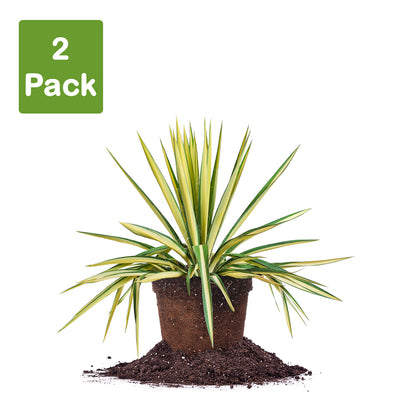 Yucca Color Guard 3 gallon pot pack of 2 live plants
