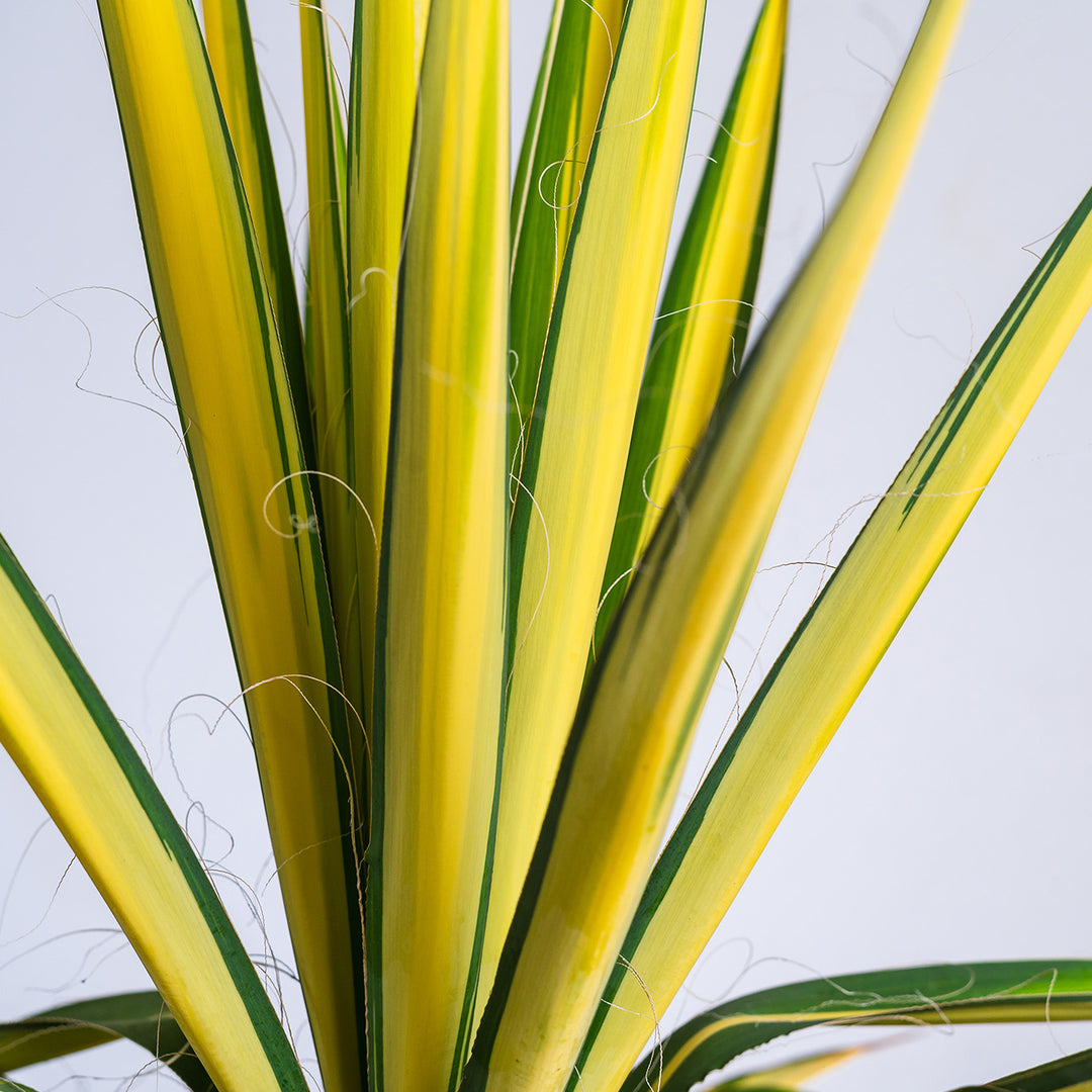 indoor yucca plant yellow leaves Buy Color Guard Yucca Plant for Sale