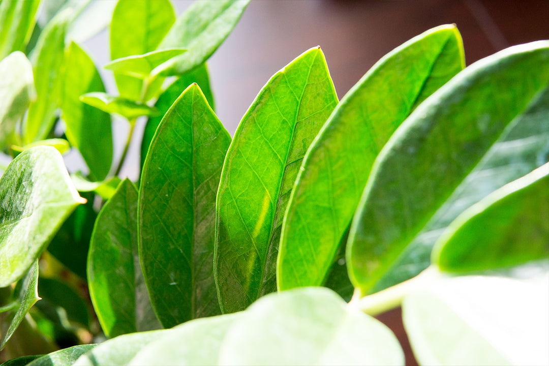 unopened zz plant leaves ZZ Plant - 6 Inch Pot